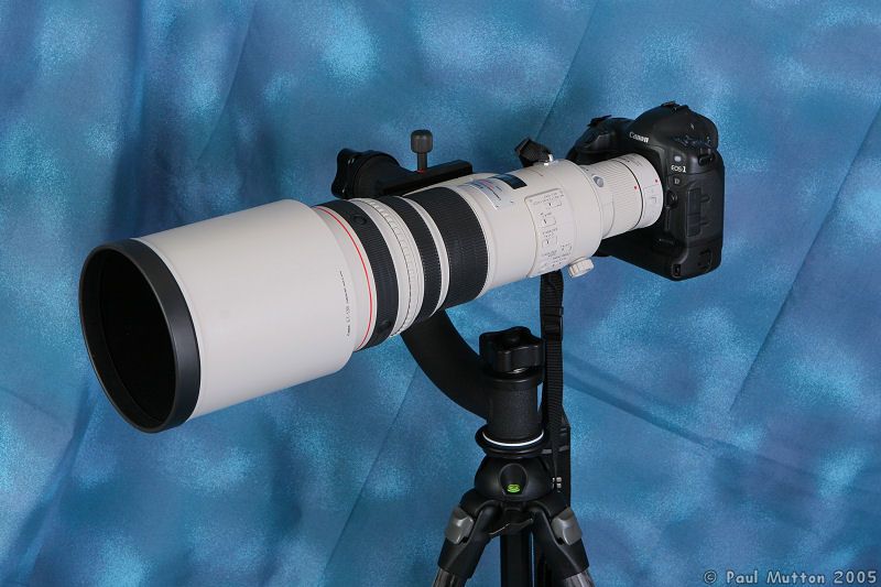 Photo Kirk King Cobra With Canon EF 500mm f4L IS USM Lens IMG 0674